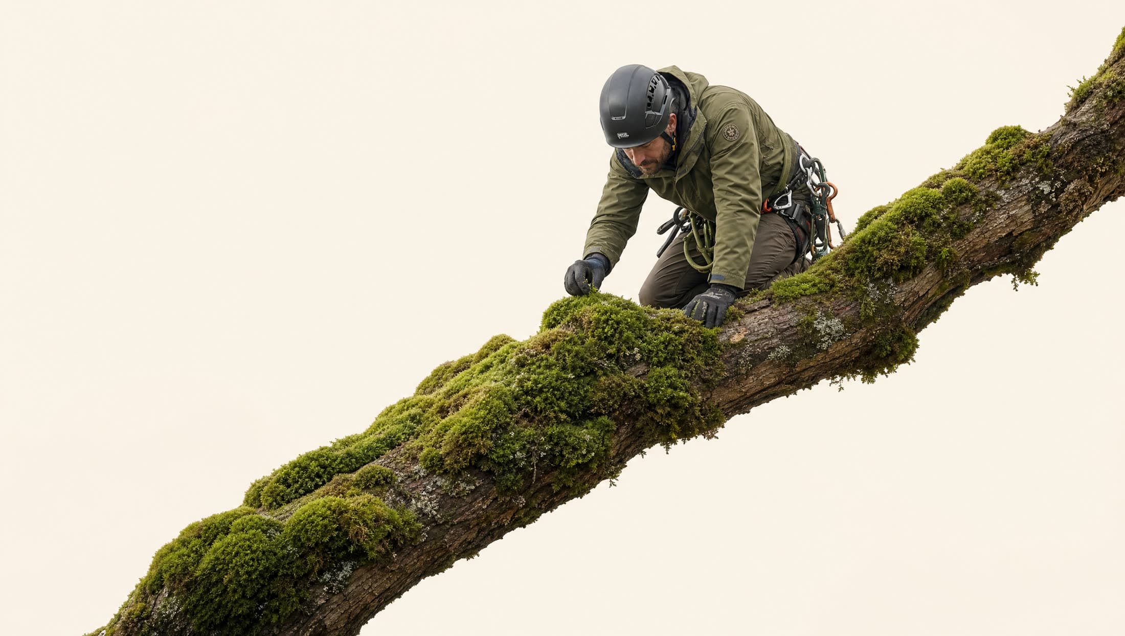 Arborist in climbing gear kneeling on a moss-covered branch, inspecting it closely