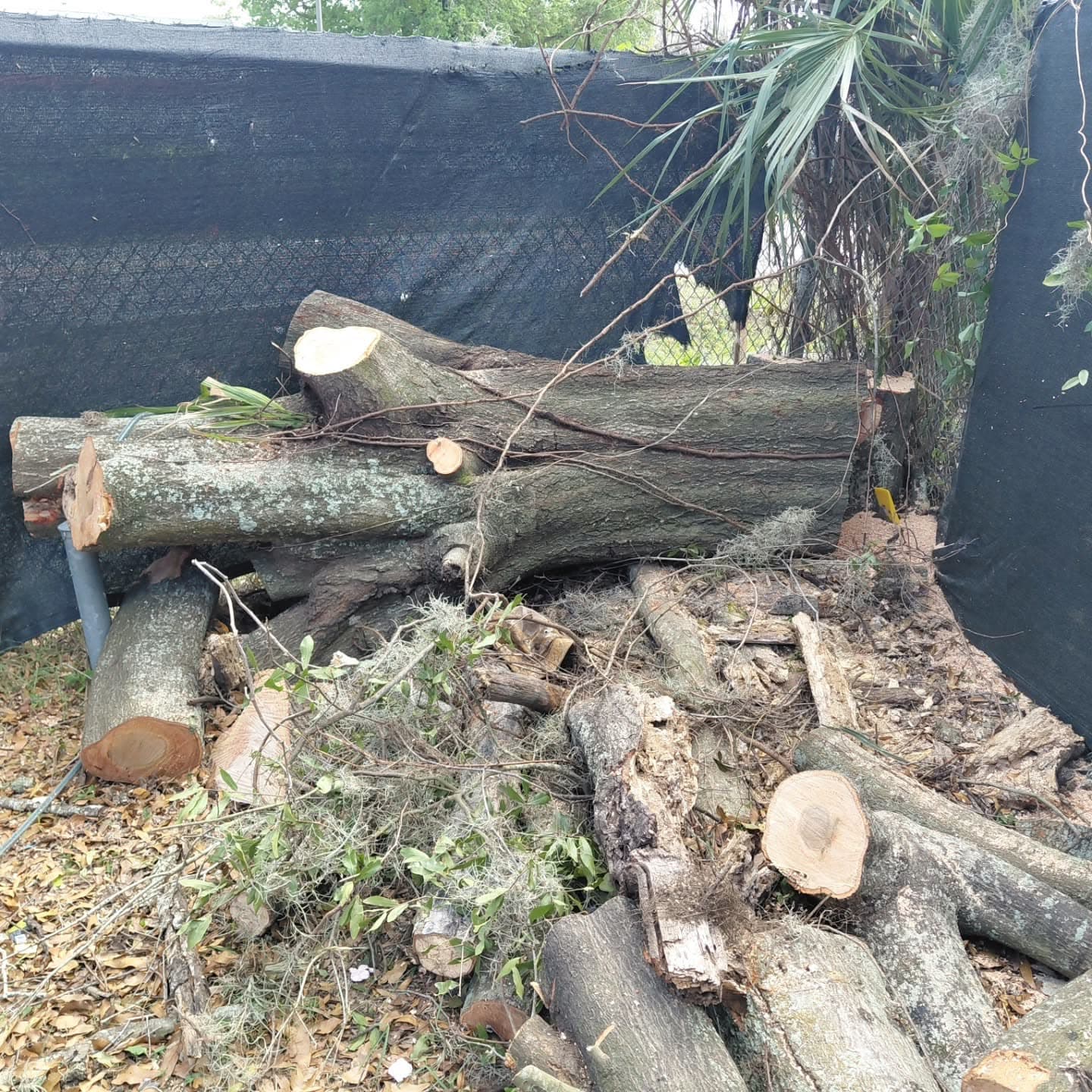 Trunk bucked and staged for haul-away