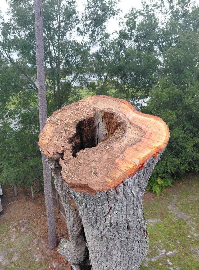 Hidden decay: why leaning trees get inspected