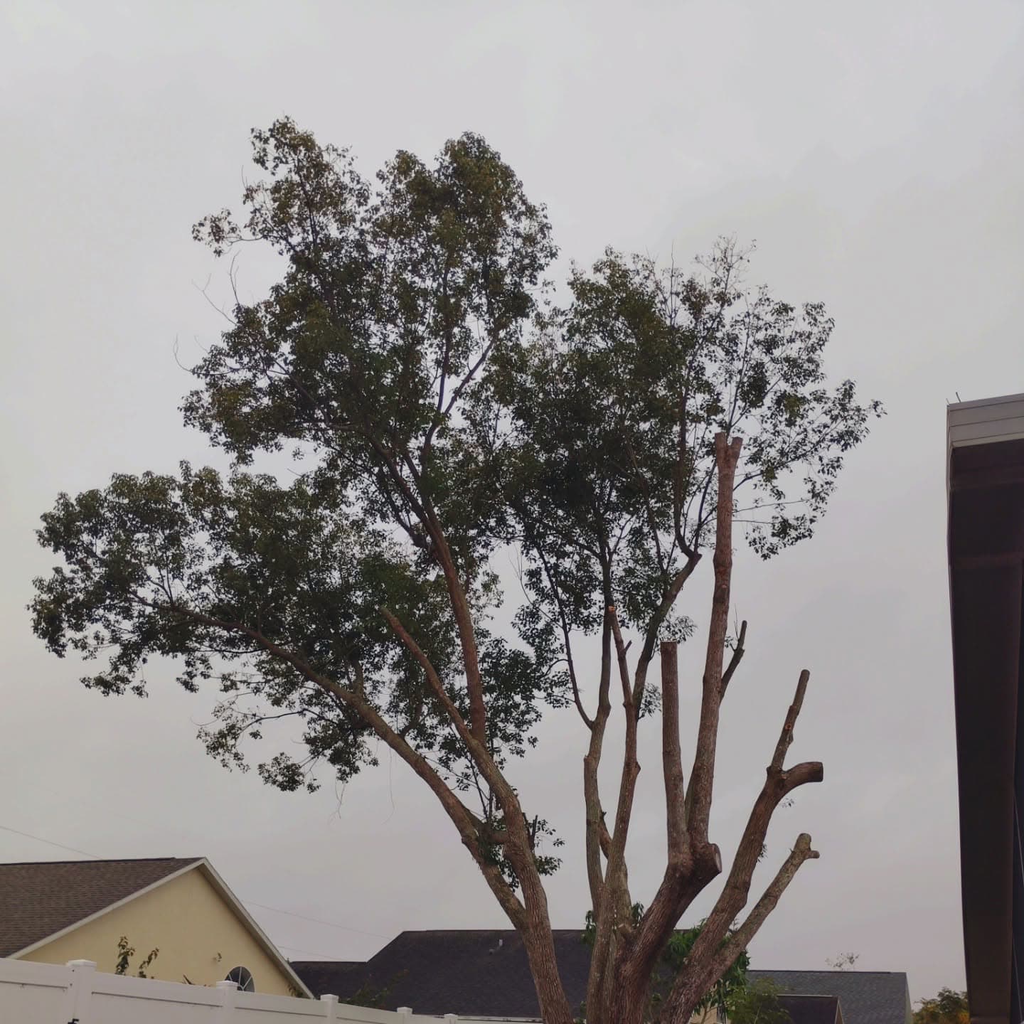 Seasonal pruning done right