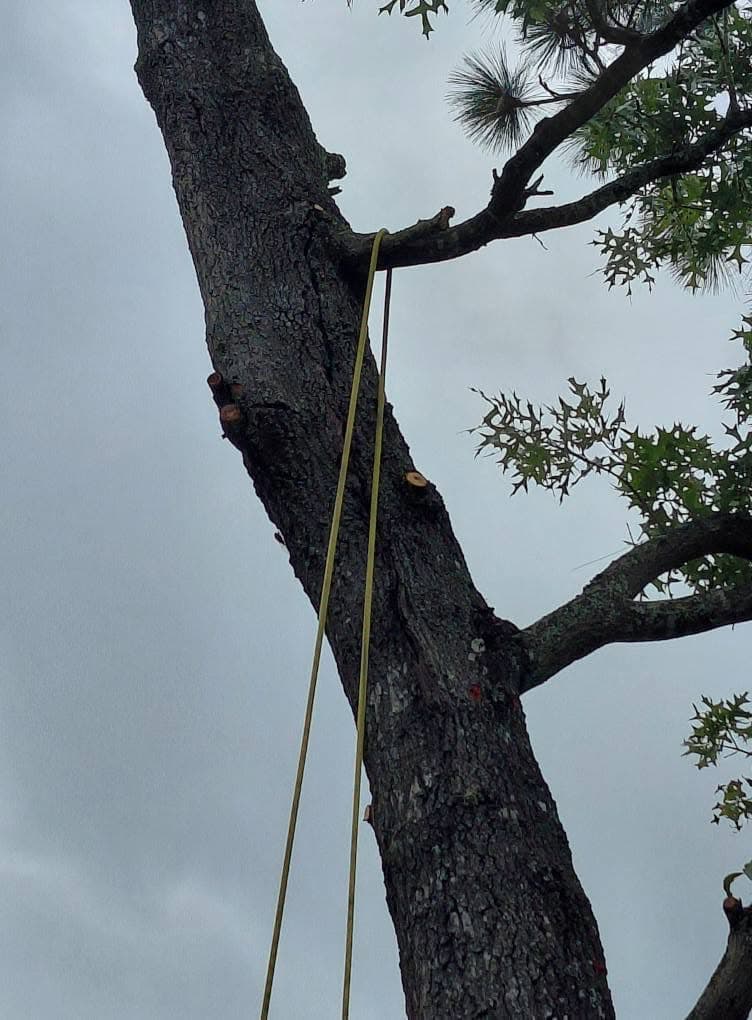 Rigging set before the first cut