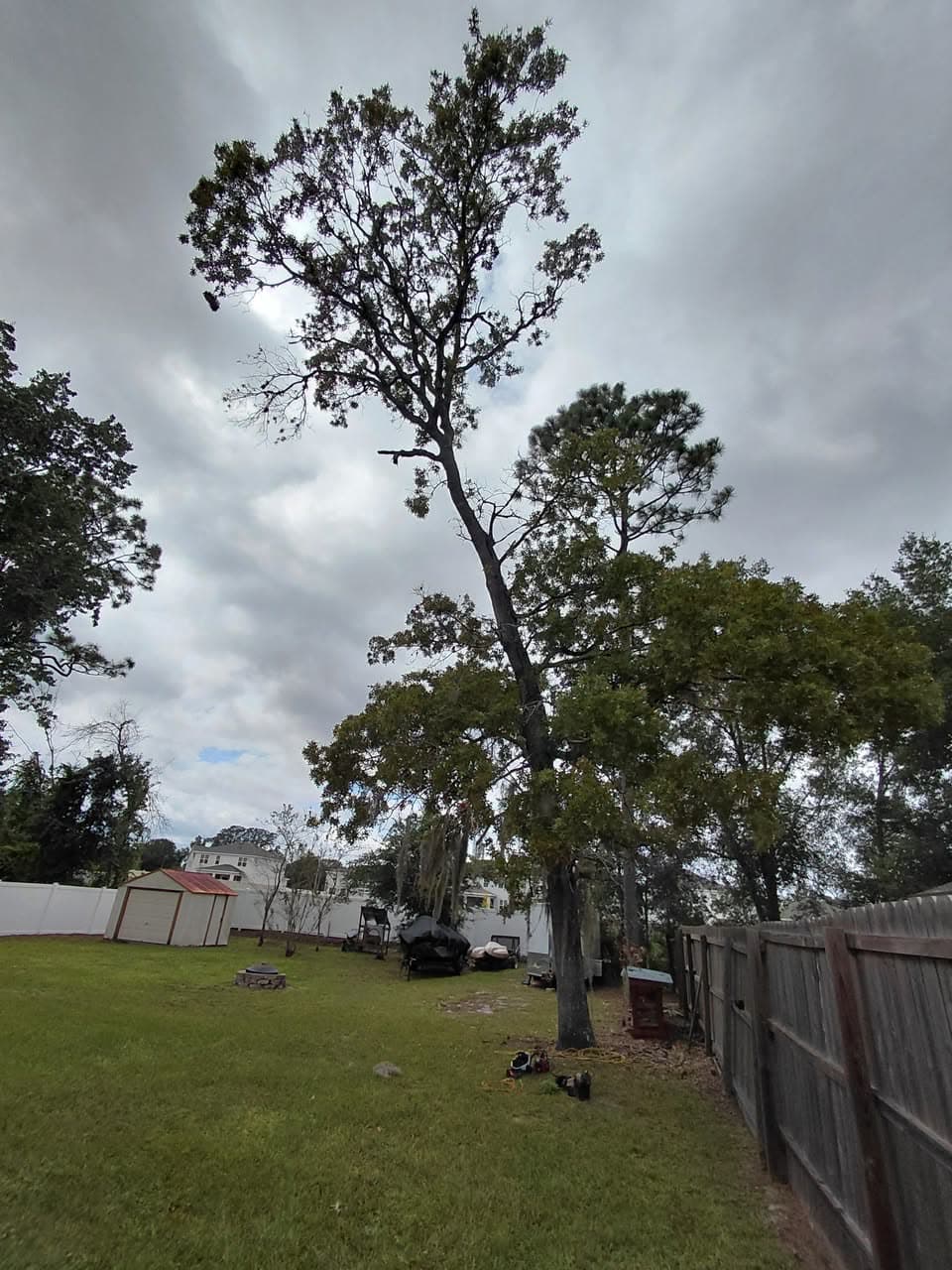 Sizing up a backyard oak